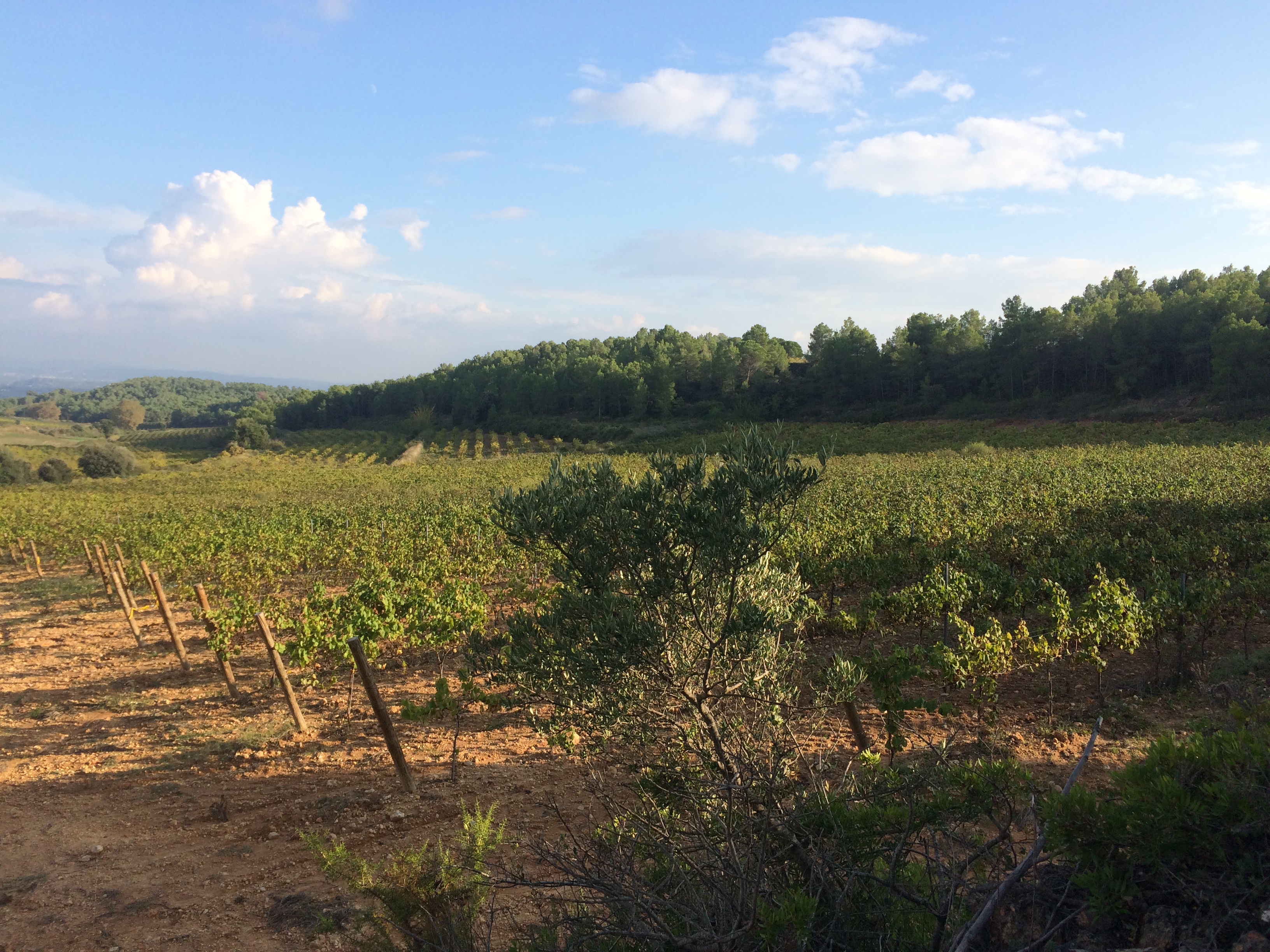 VINYES I CAMPS ABANDONATS