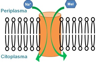 Structural insights into the activation mechanism...