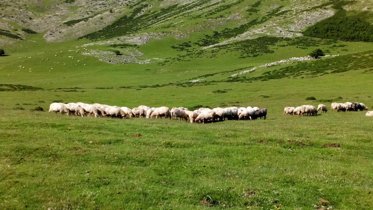 Sheep grazing in the mountain grasslands of Aralar, Basque Country (Picture A. Aldezabal)