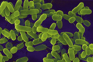 Imatge de l'Escherichia coli
