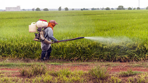 Hombre fumigando trigo