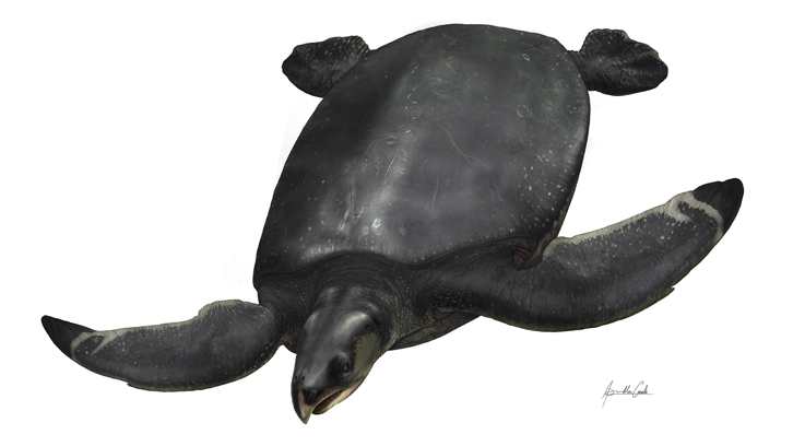 recreació artística dela nova espècie de tortuga, es de color fosc amb la boca punxeguda
