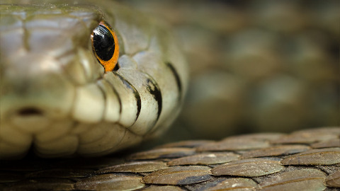 Serp. Imatge guanyadora de la darrera edició / Serpiente. Imagen ganadora de la última edición