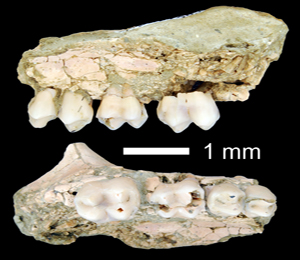 Fragment maxil·lar dret