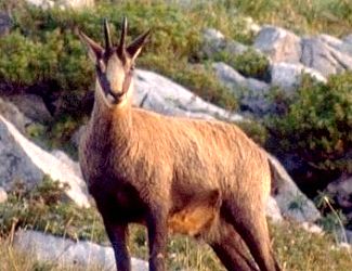 Toxoplasmosi trobada a l'isard del Pirineu