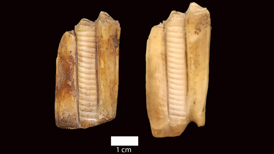 Peces dentals d'ovelles de la Cova de El Toro mostrejades en l'estudi