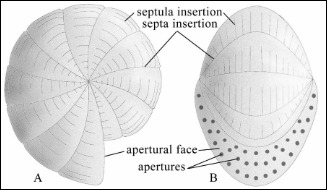 Foraminifers