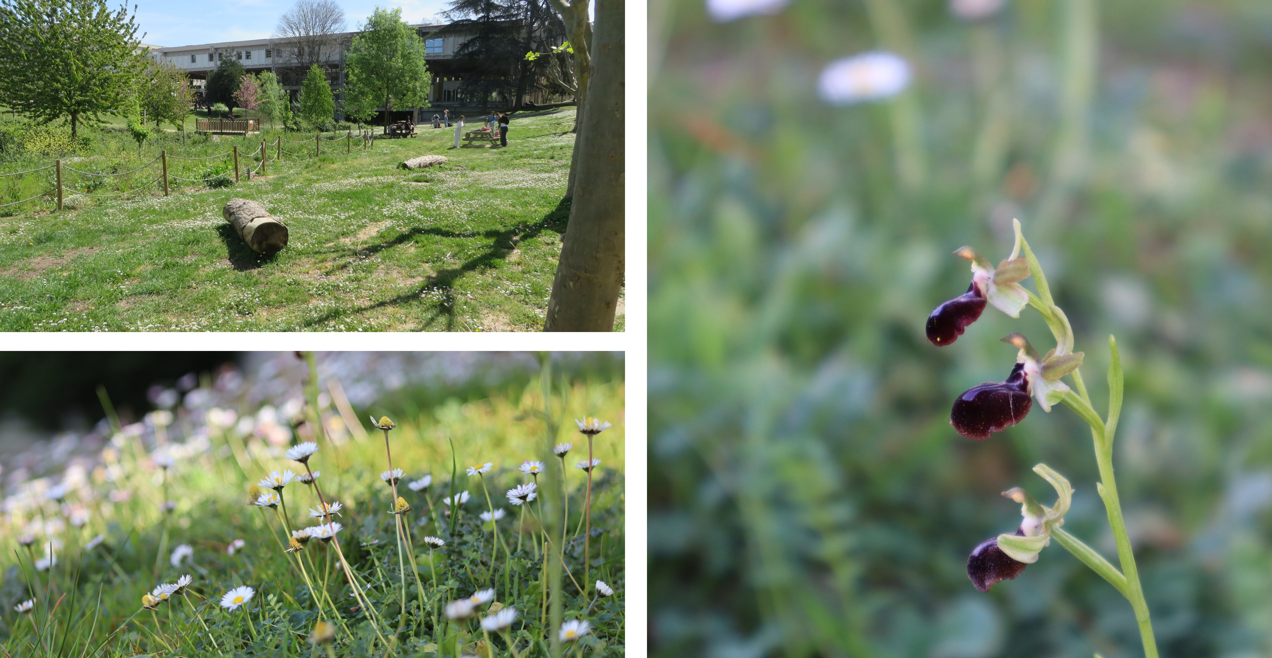 Segues i biodiversitat a les zones verdes