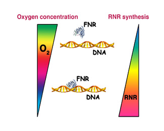 La proteïna FNR optimitza els recursos energètics del bacteri.