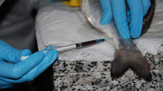 IMG_doctorat_acuicultura_foto3