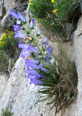 Campanula speciosa