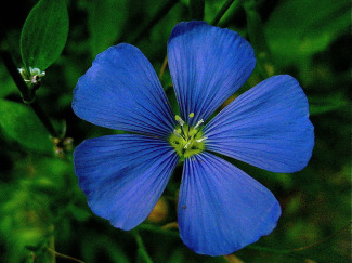 Lli i flors grogues poden produir bioetanol