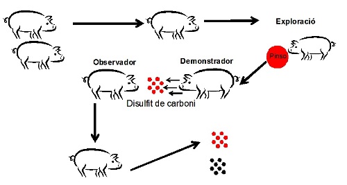 aprenentatge social en tocinos 2