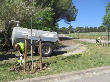 reg amb cuba per supervivència d'arbrat