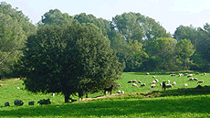 Màsters oficials de Ciències i ciències ambientals a la UAB