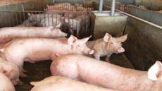 IMG_doctorat_produccio_animal_foto4