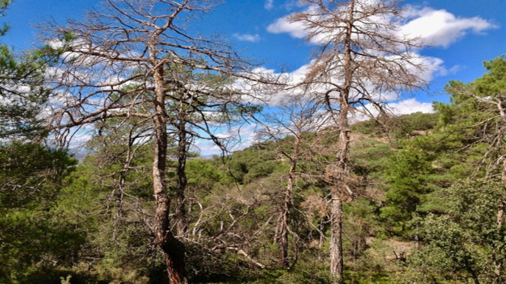 Bosques Resiliencia