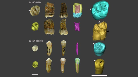 Les restes dentals de Lezetxiki estudiades