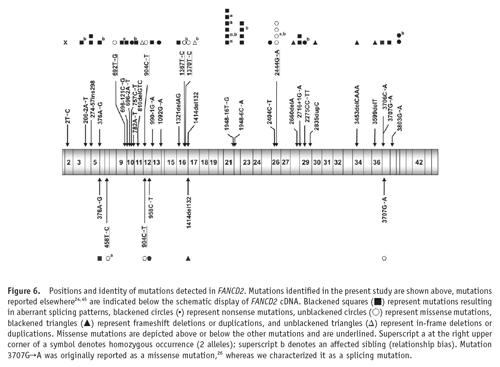 Descrites les mutacions d'un gen que provoquen anèmia de Fanconi