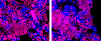 Imatge microscòpica d'aigues residuals