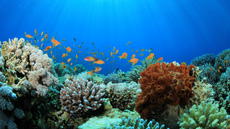 istockphoto/richcarey