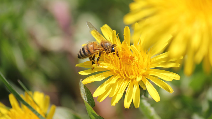 imatge representant de bees resilience