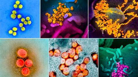 Imatges Coronavirus