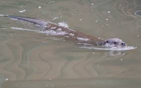 Nutria_ Otter_Lludriga ICTA-UAB