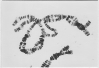 Inversions cromosòmiques a Drosophila