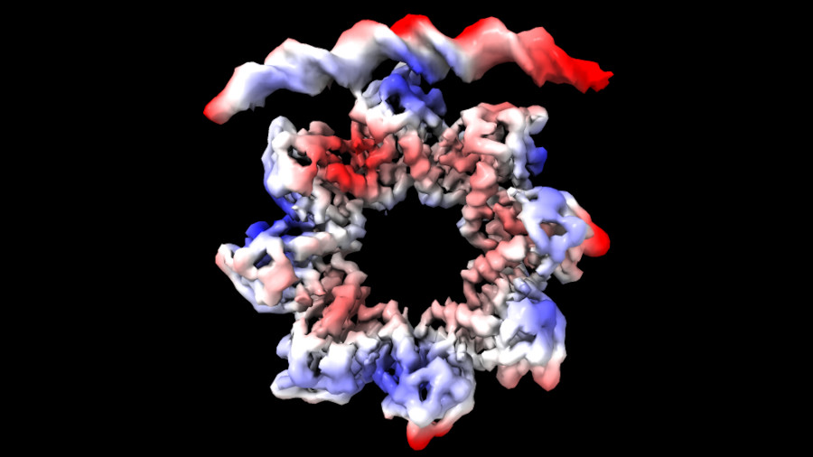 La prote&iuml;na MraZ, amb forma d'anell format per vuit subunitats