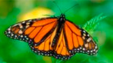 Mariposa
