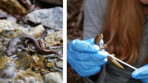 Estudi malaltia fongs en el tritó dels Pirineus