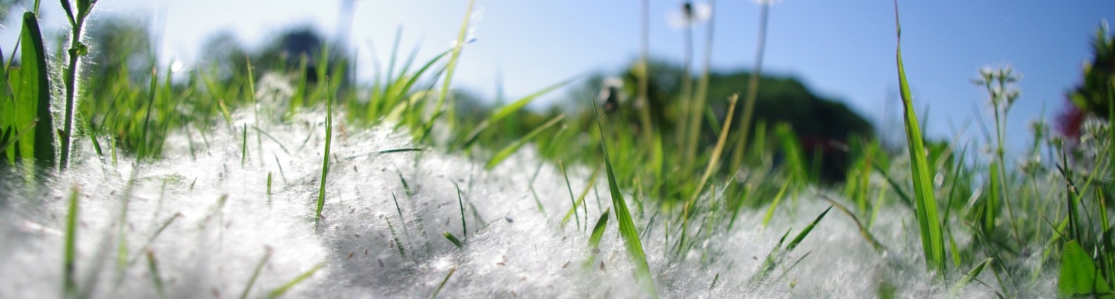 Cientifics del ICTA-UAB i ciutadans identificaran les plantes allergogenes de Barcelona amb la nova