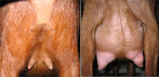 Braguers de una cabra avans y després del tractament amb hormones