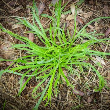 imatge de la planta silvestre corn de cérvol