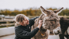 The Donkey Sanctuary