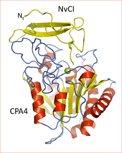 Carboxipeptidasa humana i inhibidor Nerita versicolor