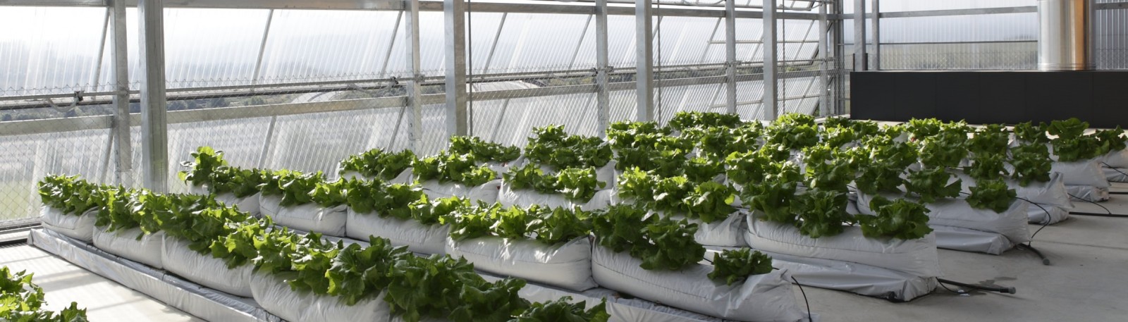 Europa destaca una recerca ICTA-UAB sobre agricultura urbana