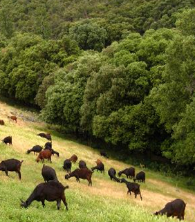 Jornada del Sector Primari al Parc Natural i Reserva de la Biosfera del Montseny