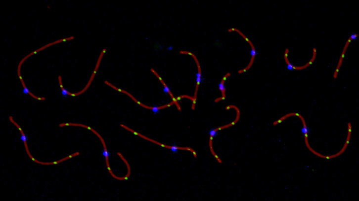 canvi tasa recombinació meiotica