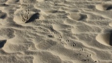 Sorra de platja