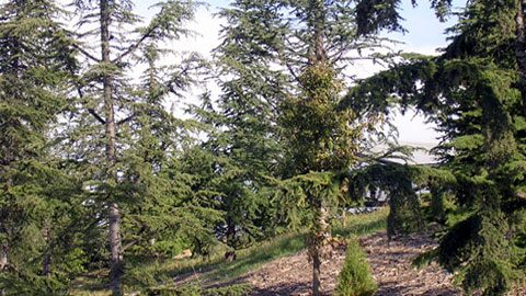 Jardín Botánico de Barcelona