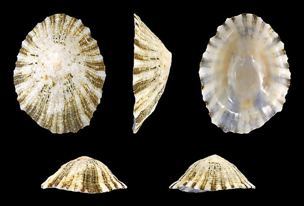 Marine mollusc shells to reconstruct the sea temperatures