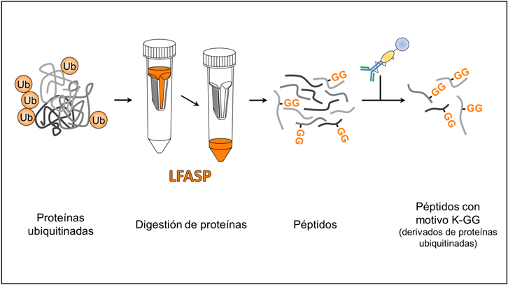 La digestió de proteïnes es fa gran per ajudar en l’estudi de l’ubiquitinoma