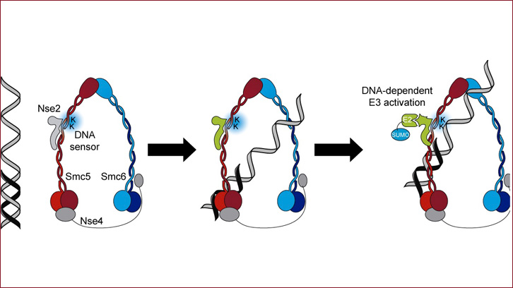 Identificat un nou mecanisme de regulació d’una SUMO E3 lligasa