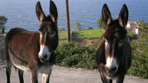 Balearic donkey. Photo by Jordi Jordana