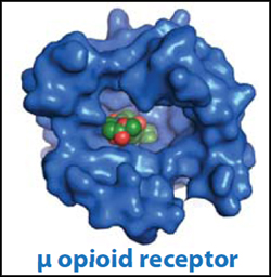 mu opioid receptor