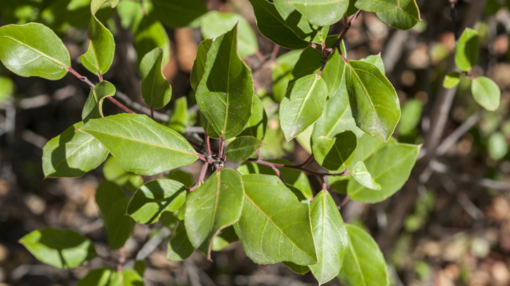 Els trets funcionals de les plantes, una eina per entendre i predir la seva distribució