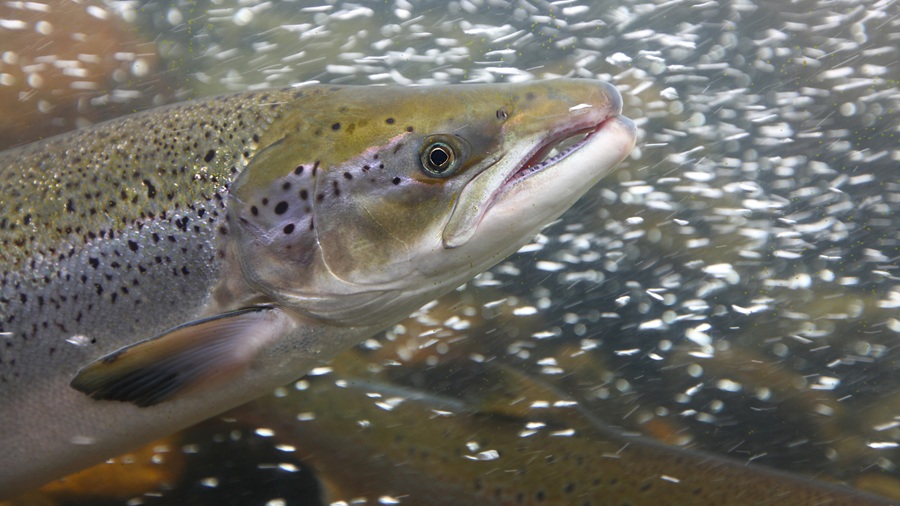 Salmó