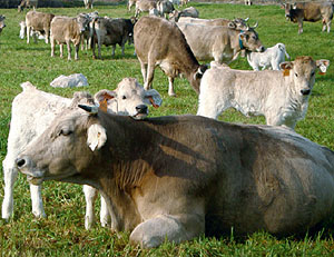 La selecció dels gens paterns millora la raça Bruna dels Pirineus